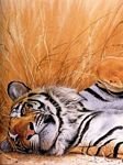 pic for tiger snoozzing